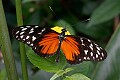 a Heliconius hecale, or Tiger Longwing,<br />found from Mexico to the Peruvian Amazon...