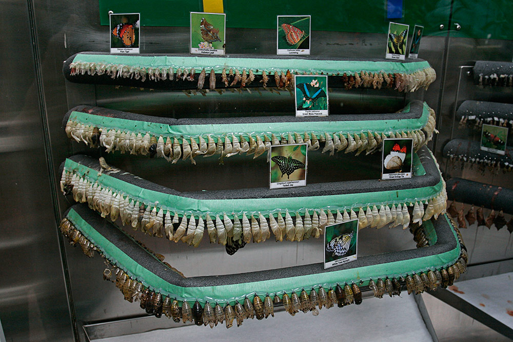 butterflys can be seen in the <br />process of emerging...